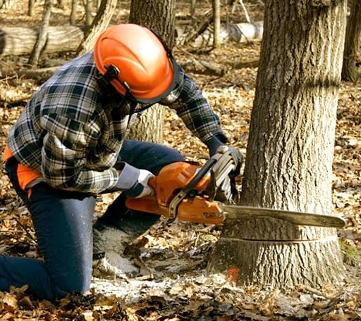 Tree Removal in Irvington, AL